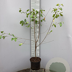 Frangula alnus 80-100 cm 5,0L