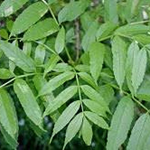 Fraxinus excelsior 100-125 cm 7,5L spil gestokt