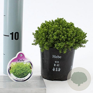 Hebe 'Emerald Gem' 10-15 cm C1
