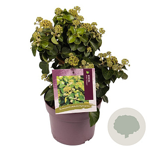 Hedera hib. 'Arbori Compact' 25-30 cm 3,0L
