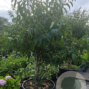 Heptacodium miconioides 150-175 cm container meerstammig