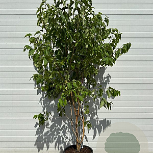 Heptacodium miconioides 175-200 cm cont. 80L
