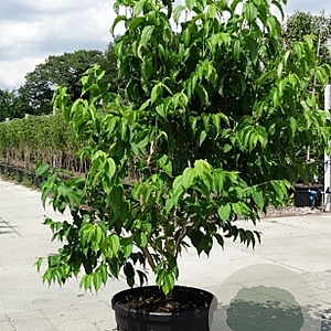 Heptacodium miconioides 200-250 cm cont. 110L MPS