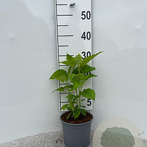 Hydrangea a. 'Annabelle' 20-30 cm 2,0L