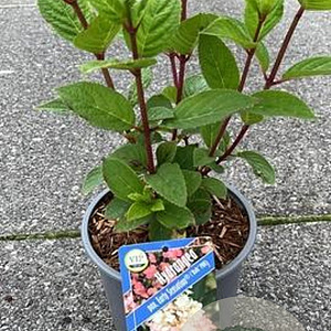 Hydrangea pan. Early Sensation 40-50 cm 3,0L