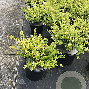 Ilex crenata 'Golden Gem' 25-30 cm 3,0L