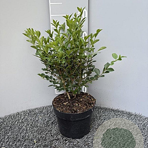 Ligustrum ovalifolium 20-25 cm 3,0L