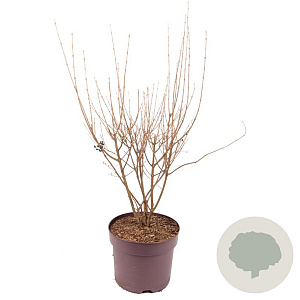 Ligustrum ovalifolium 80-100 cm 7,5L