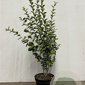 Ligustrum oval. 'Aureum' 60-80 cm 7,5L