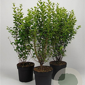 Ligustrum oval. 'Aureum' 80-100 cm 7,5L