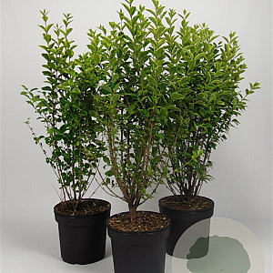Ligustrum oval. 'Aureum' 80-100 cm 7,5L