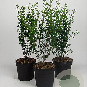 Ligustrum vulg. 'Atrovirens' 60-80 cm 7,5L
