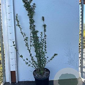 Ligustrum vulg. 'Atrovirens' 80-100 cm 7,5L