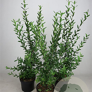 Ligustrum vulg. 'Atrovirens' 80-100 cm 7,5L