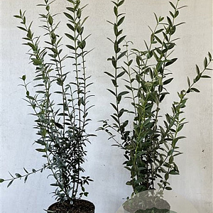 Ligustrum vulg. 'Atrovirens' 100-125 cm 7,5L