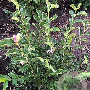 Magnolia 'George Henry Kern' 60-80 cm met kluit