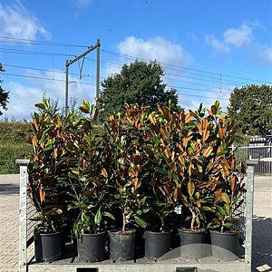 Magnolia grandiflora 'Praecox' 80-120 cm 12L
