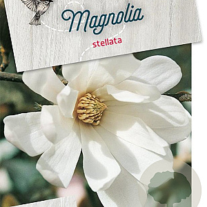 Magnolia stellata 60-80 cm 10L