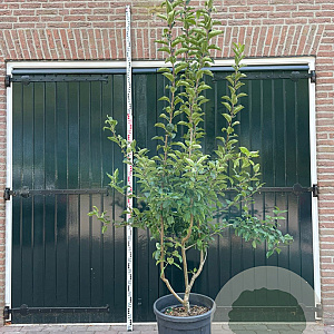 Malus 'Evereste' 175-200 cm cont. 150L meerstammig