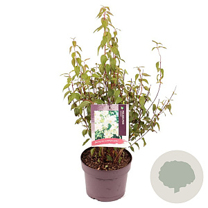 Philadelphus 'Lemoinei' 25-30 cm 3,0L