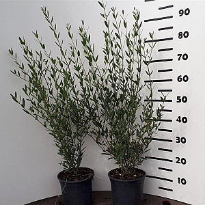 Phillyrea angustifolia 40-60 cm 3,0L