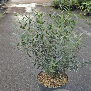 Phillyrea angustifolia 40-60 cm 10L