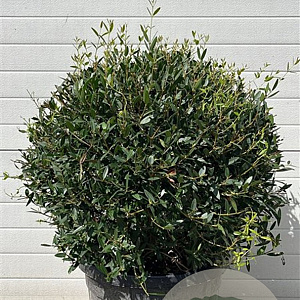 Phillyrea angustifolia 60 cm 45L bol