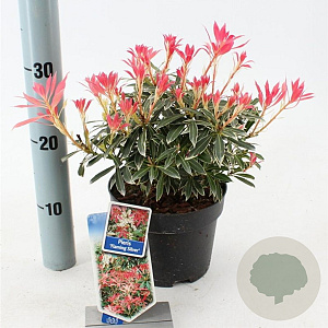 Pieris 'Flaming Silver' 25-30 cm 3,0L
