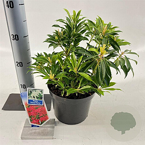 Pieris 'Flaming Silver' 25-30 cm 3,0L
