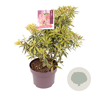 Pieris 'Flaming Silver' 30-40 cm 5,0L