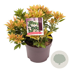 Pieris jap. 'Cupido' 15-20 cm 2,0L