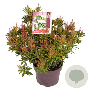 Pieris jap. 'Cupido' 30-40 cm 5,0L