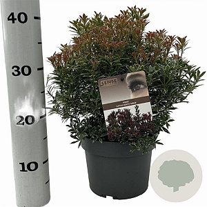 Pieris jap. 'Little Heath' 25-30 cm 3,0L