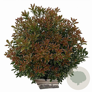 Pieris jap. 'Little Heath' 25-30 cm 3,0L