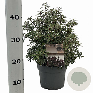 Pieris jap. 'Little Heath' 25-30 cm 3,0L