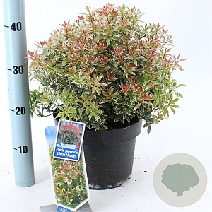 Pieris jap. 'Little Heath' 30-40 cm 5,0L