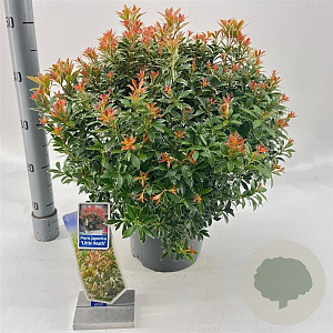 Pieris jap. 'Little Heath' 30-40 cm 5,0L
