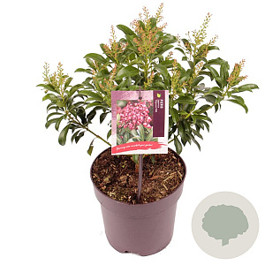 Pieris jap. 'Passion' 15-20 cm 2,0L