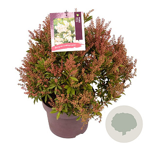 Pieris jap. 'Prelude' 30-40 cm 5,0L
