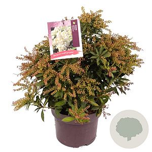 Pieris jap. 'Sarabande' 30-40 cm 5,0L