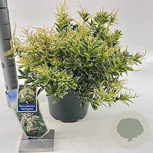 Pieris jap. 'Variegata' 30-40 cm 5,0L