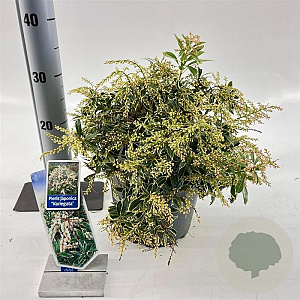 Pieris jap. 'Variegata' 30-40 cm 5,0L