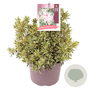 Pieris jap. 'Variegata' 30-40 cm 5,0L