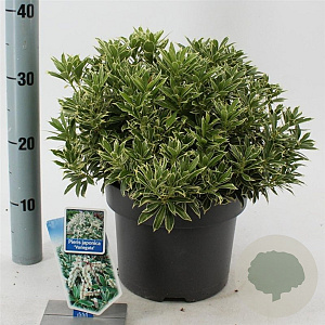 Pieris jap. 'Variegata' 30-40 cm 5,0L