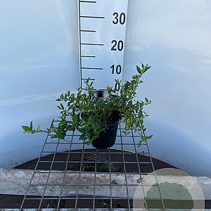 Pyracantha cocc. 'Red Cushion' 30-40 cm C1.3