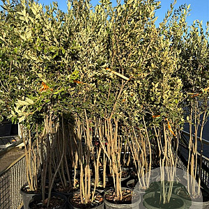 Quercus ilex 150-175 cm 30L meerstammig