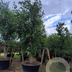 Quercus suber 350-400 cm container meerstammig