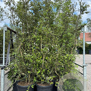 Quercus suber GM 50L meerstammig