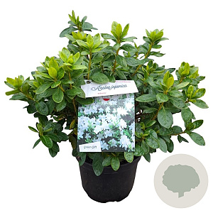 Rhododendron (AJ) 'Adonis' 25-30 cm 4,0L