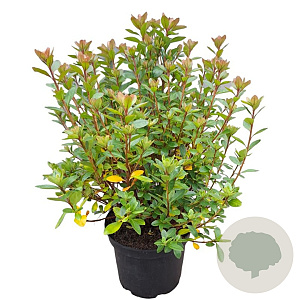 Rhododendron (AJ) 'Blaauw's Pink' 25-30 cm 4,0L